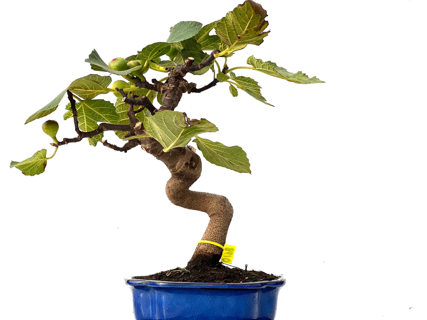 Ficus Carica 0178