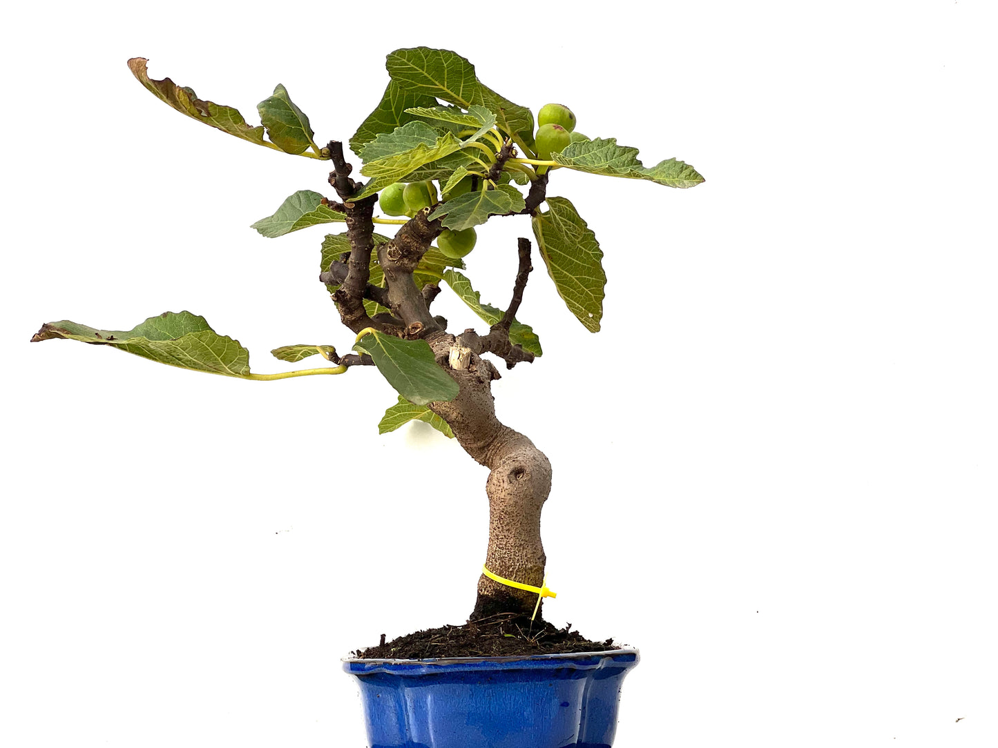 Ficus Carica 0178