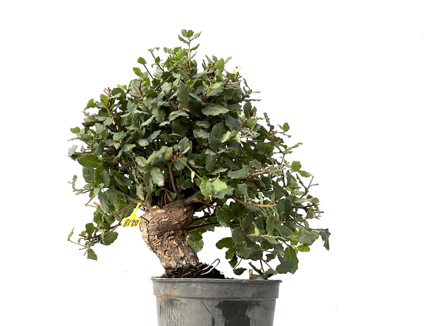Quercus Suber 0218