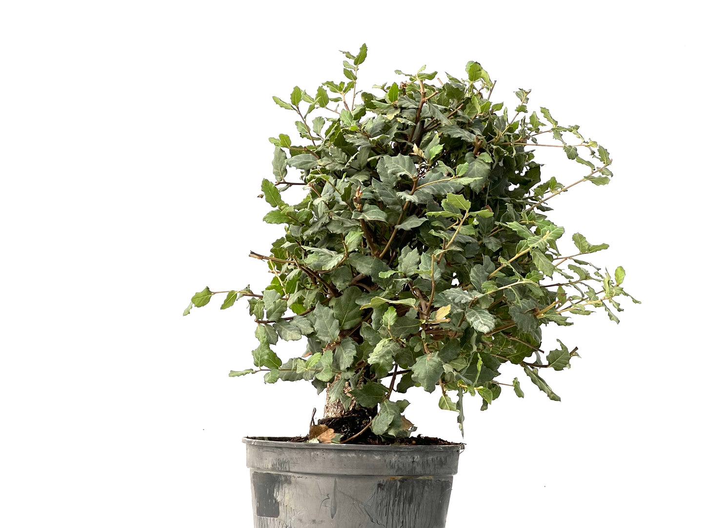 Quercus Suber 0218