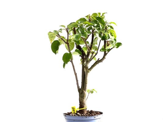 Malus Everest 2608