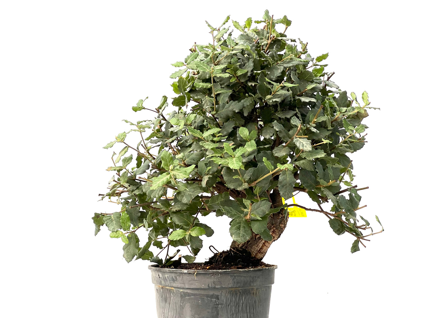 Quercus Suber 0218