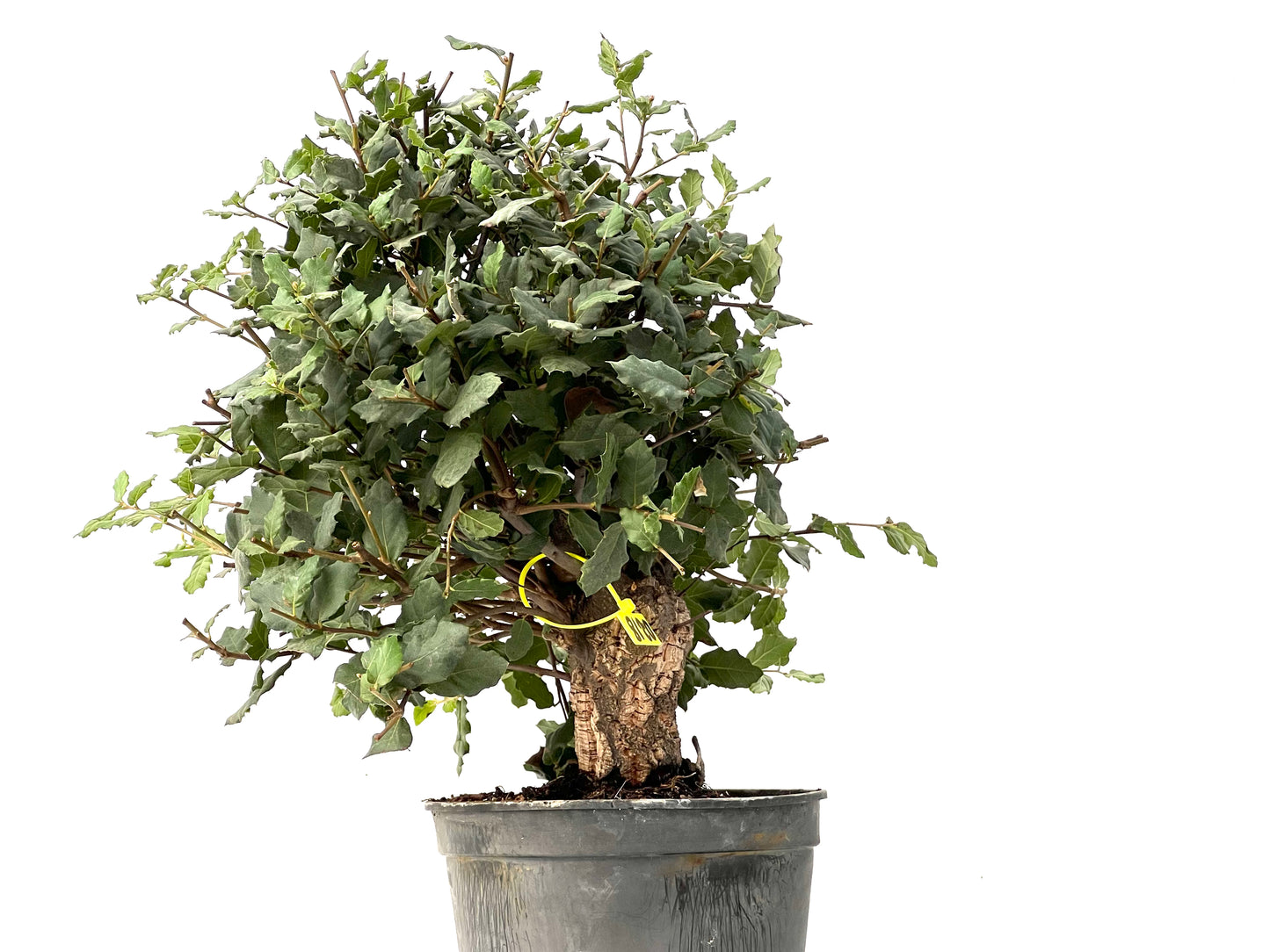 Quercus Suber 0218