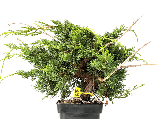Juniperus Chinensis Kyushu 0217