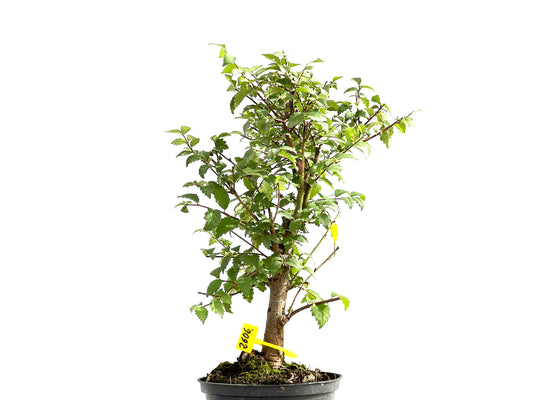 Ulmus Minor 2606