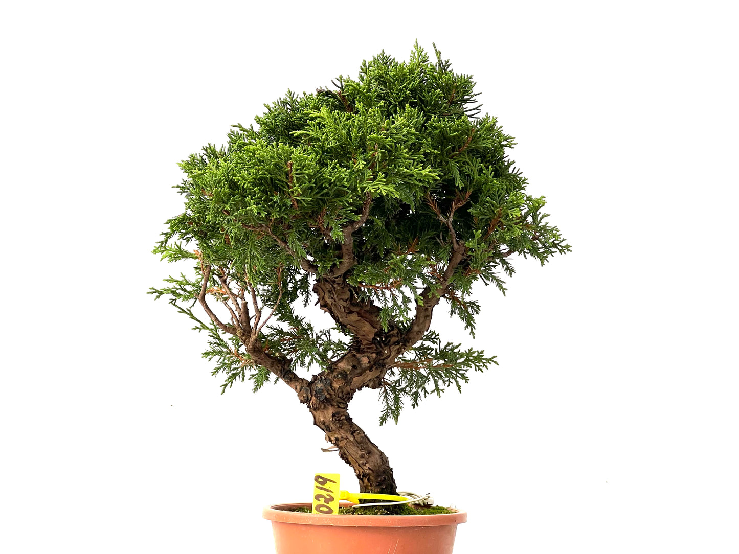 Juniperus Chinensis Itoigawa 0219