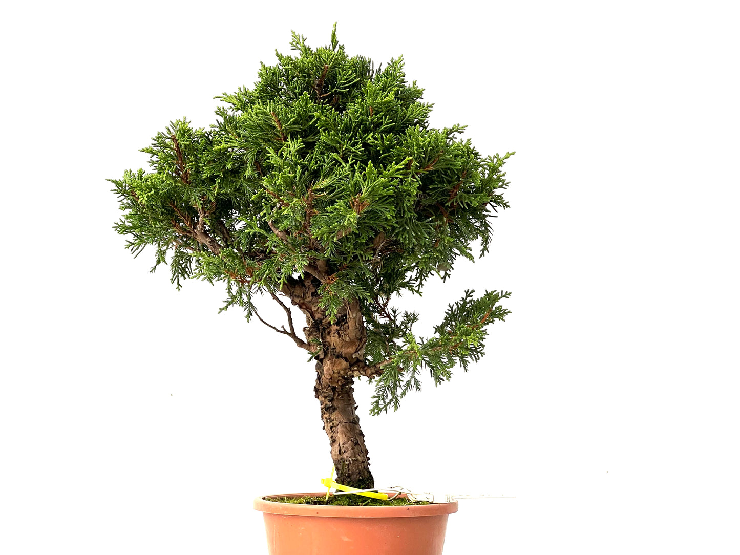 Juniperus Chinensis Itoigawa 0219