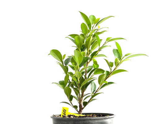 Ficus Tiger Bark 2601