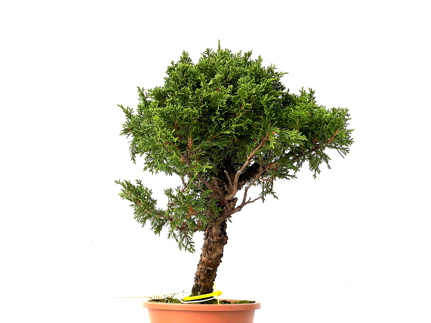 Juniperus Chinensis Itoigawa 0219