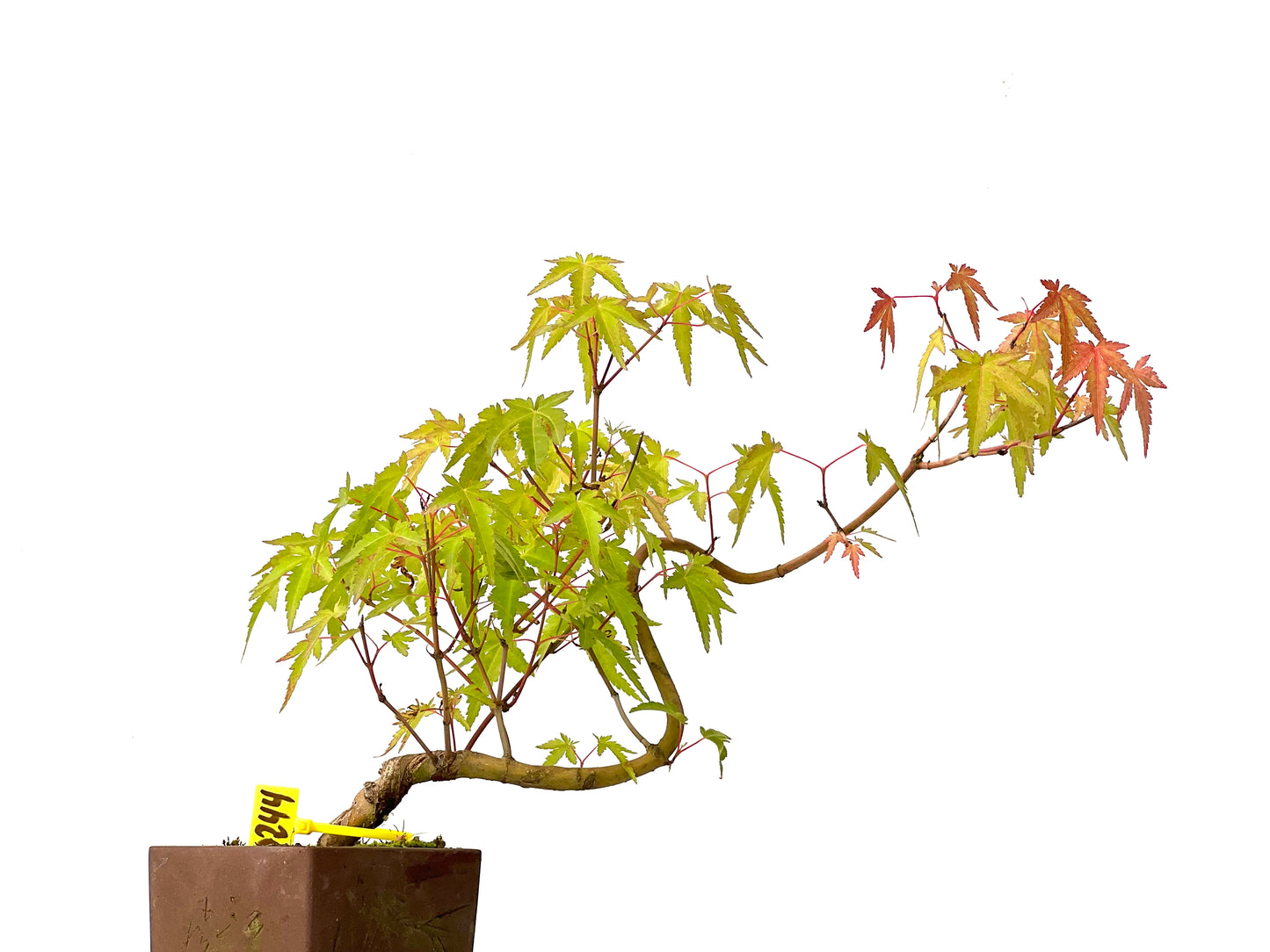 Acer Palmatum Yamamomiji 0244