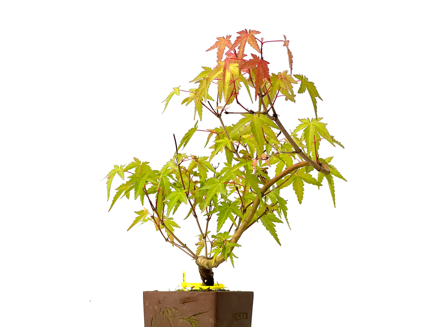 Acer Palmatum Yamamomiji 0244