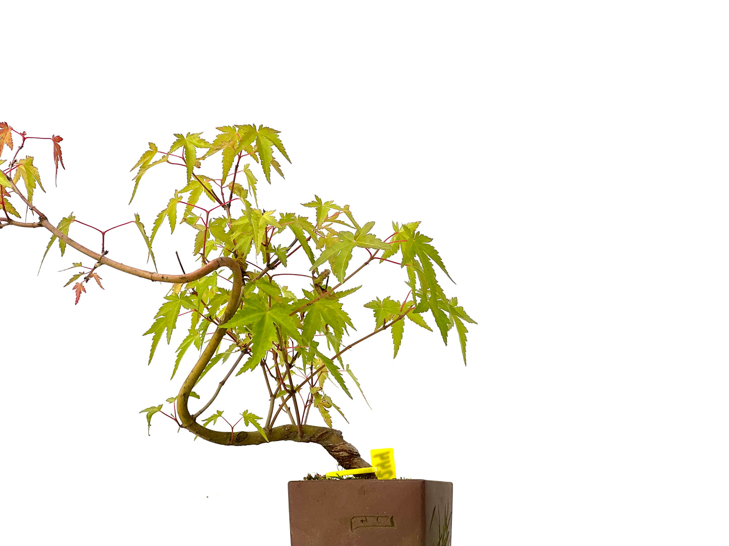 Acer Palmatum Yamamomiji 0244