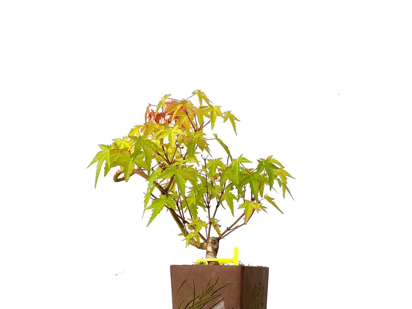 Acer Palmatum Yamamomiji 0244