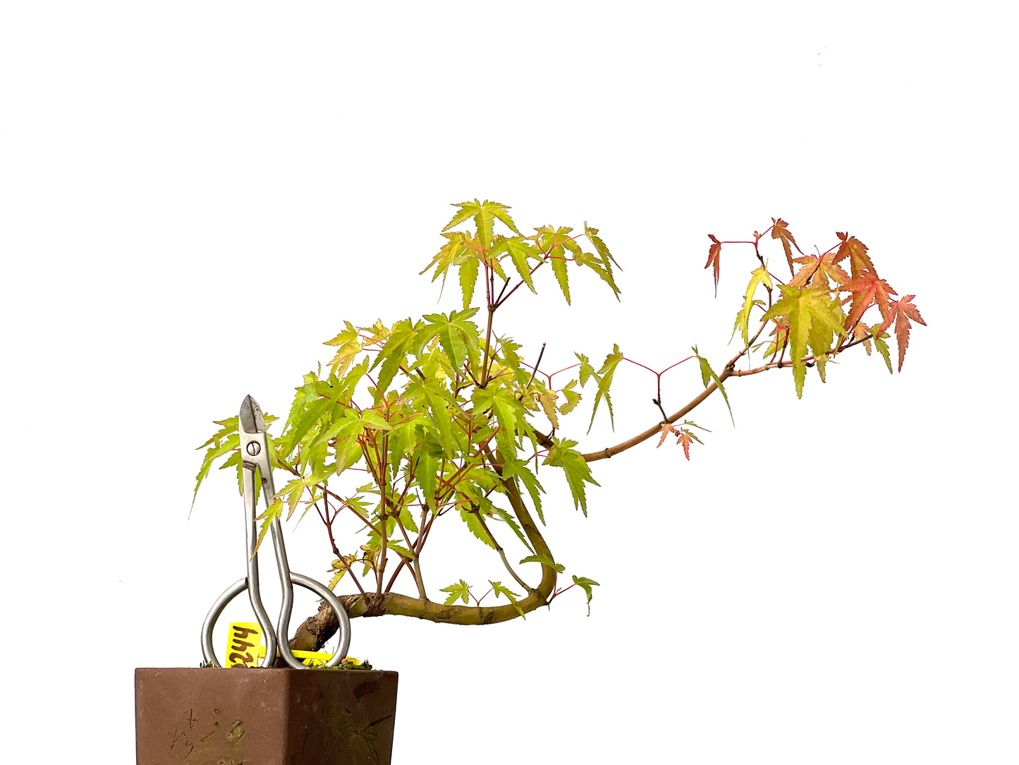 Acer Palmatum Yamamomiji 0244