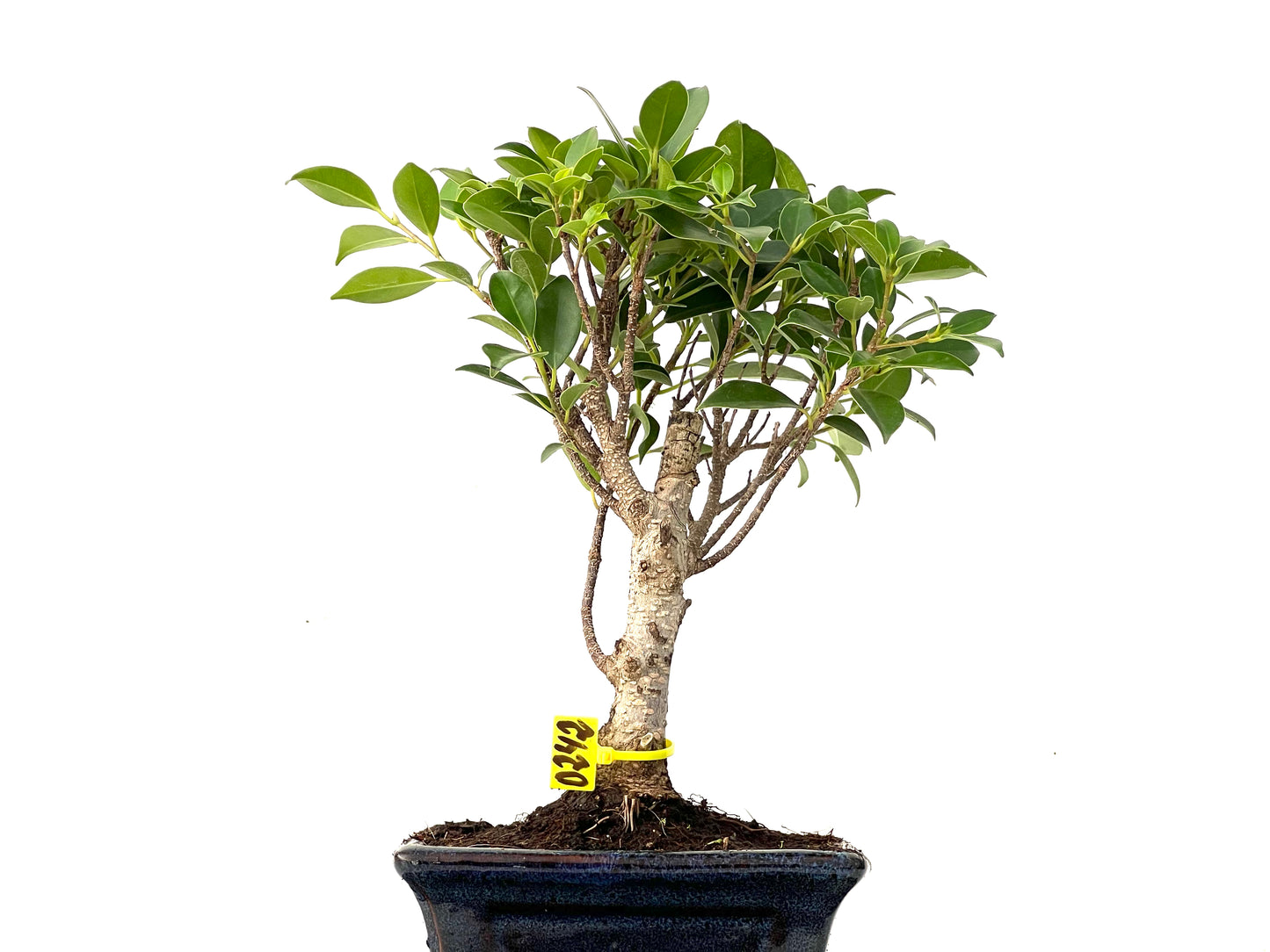 Ficus Tiger Bark 0242