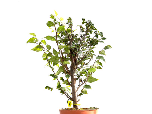 Zelkova Serrata 2603