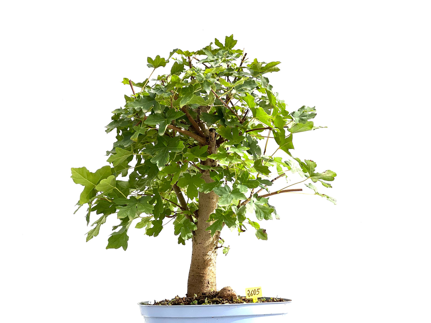 Acer Campestris 2605