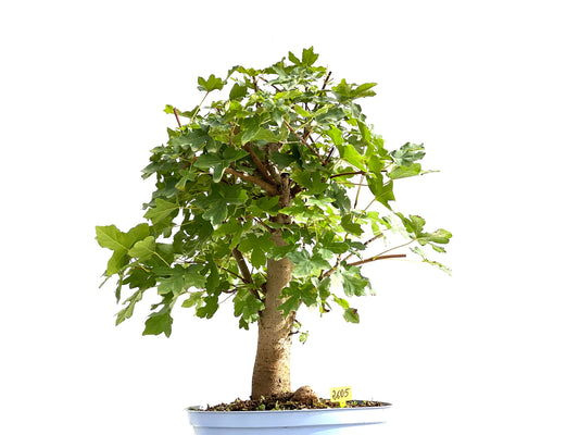 Acer Campestris 2605
