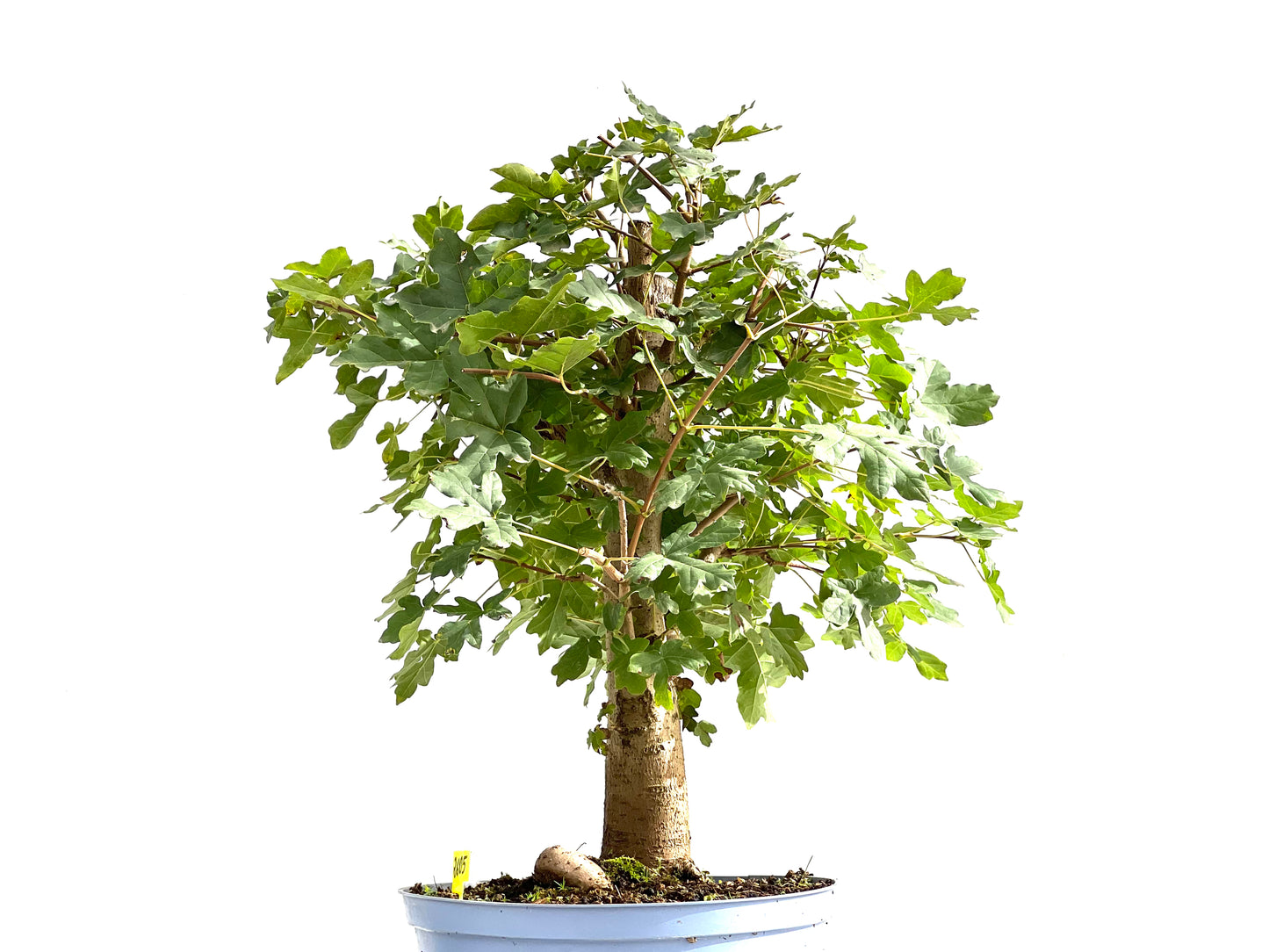 Acer Campestris 2605