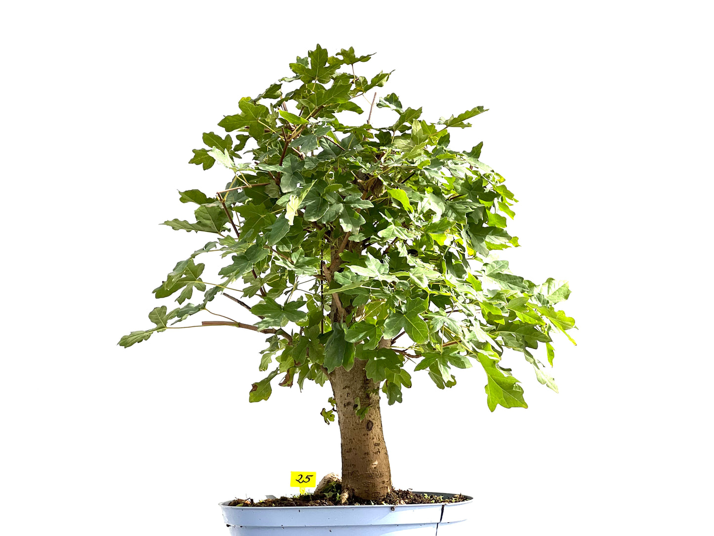 Acer Campestris 2605