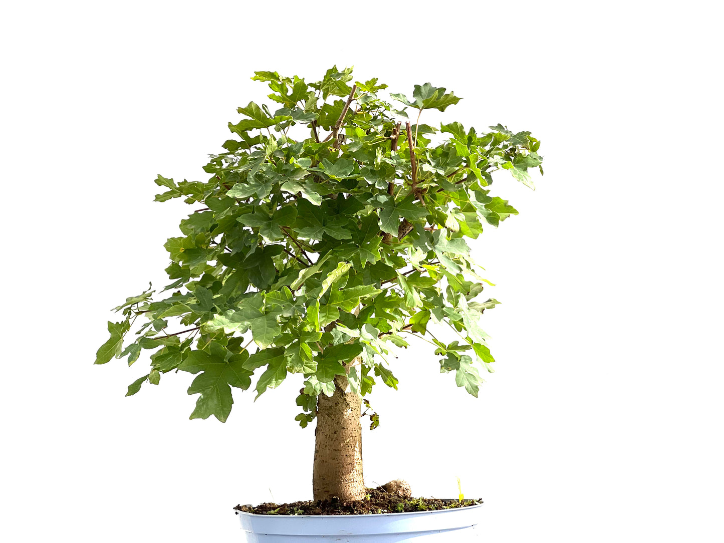 Acer Campestris 2605