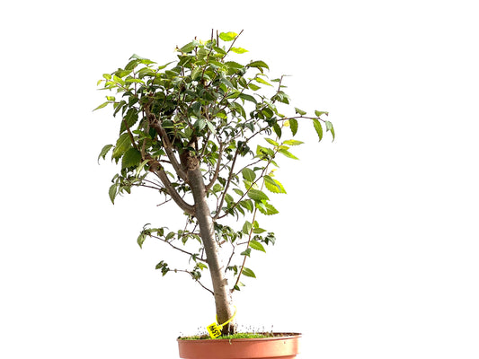 Zelkova Serrata 2599