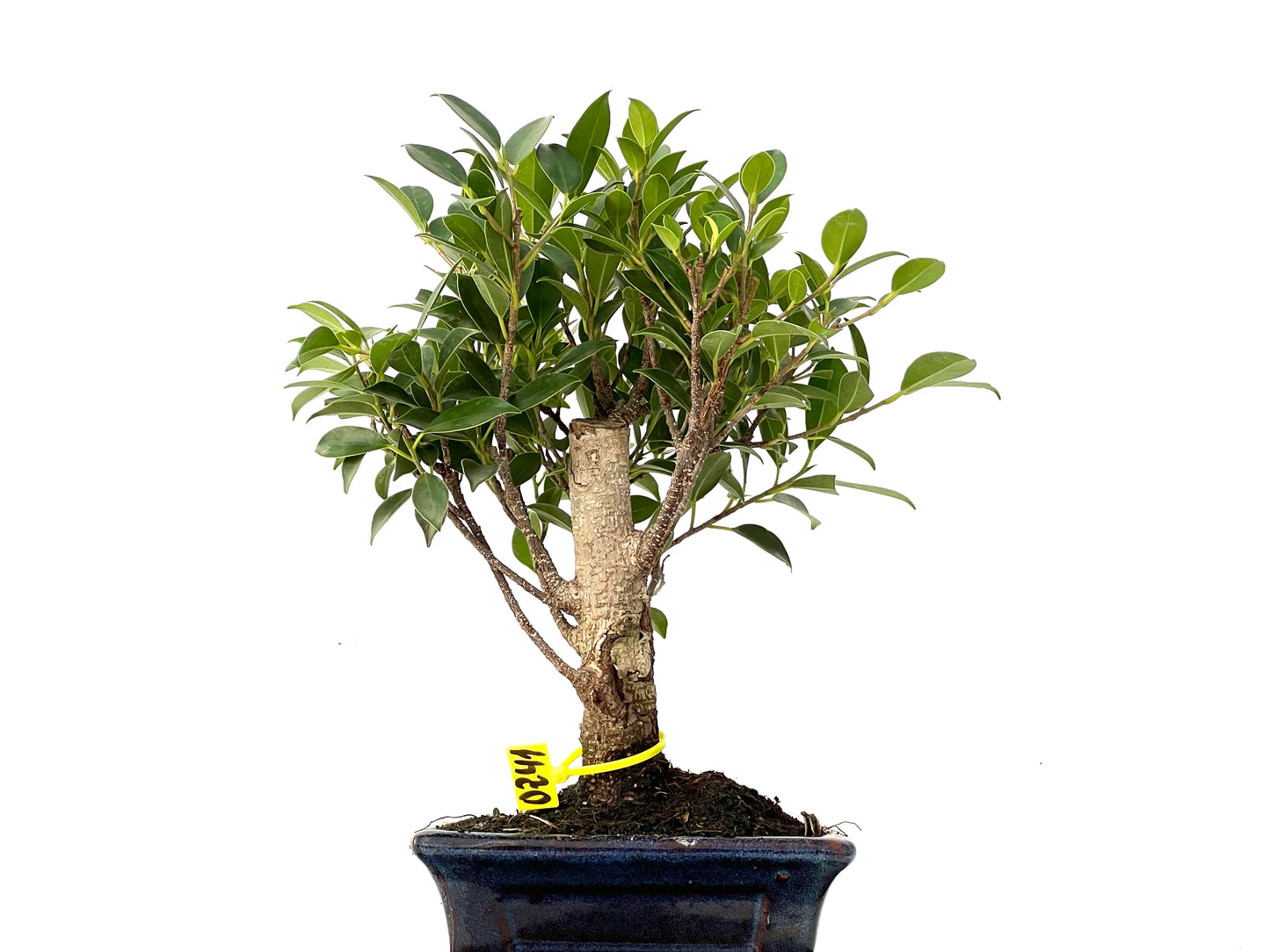 Ficus Tiger Bark 0241