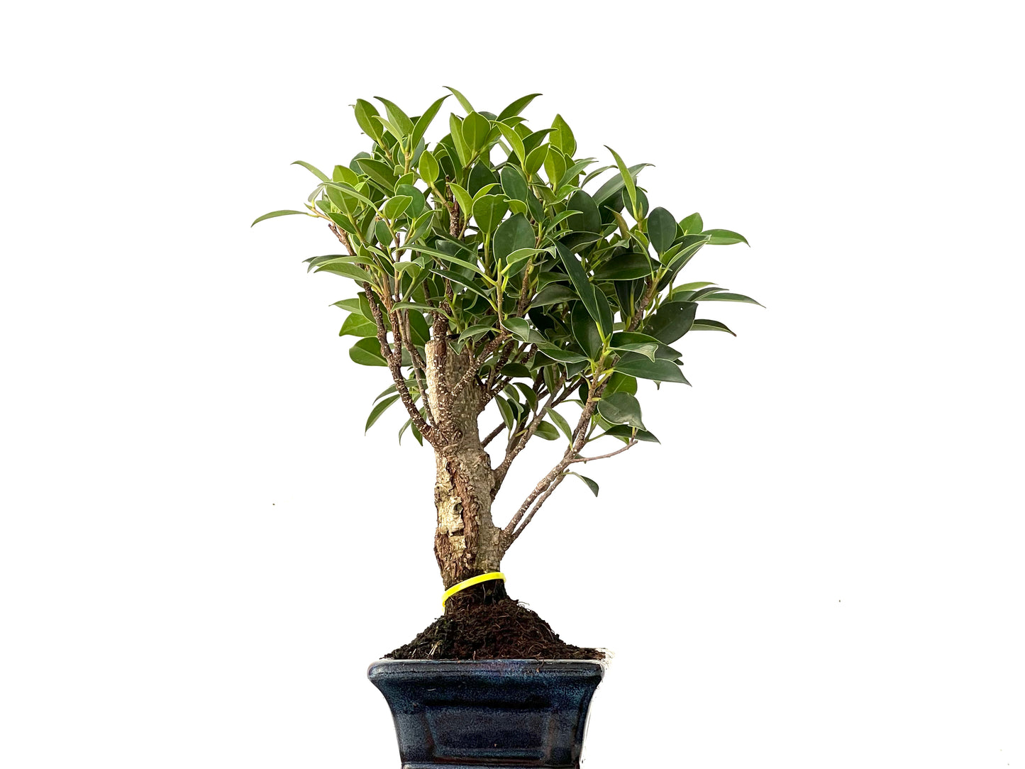 Ficus Tiger Bark 0241