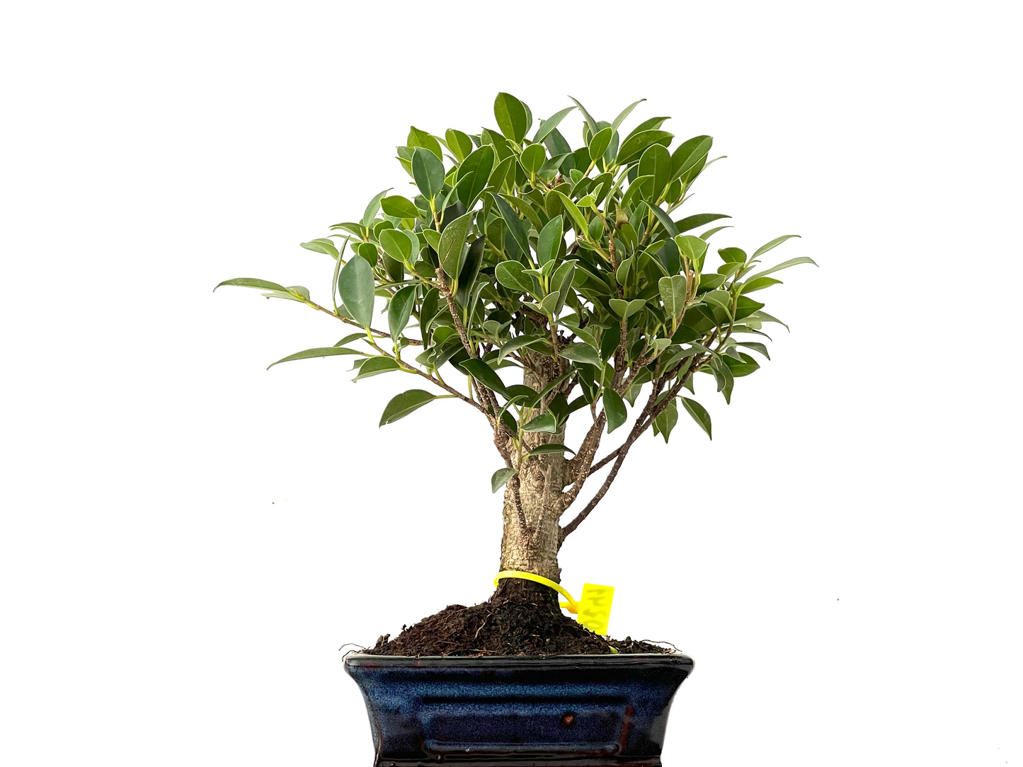 Ficus Tiger Bark 0241