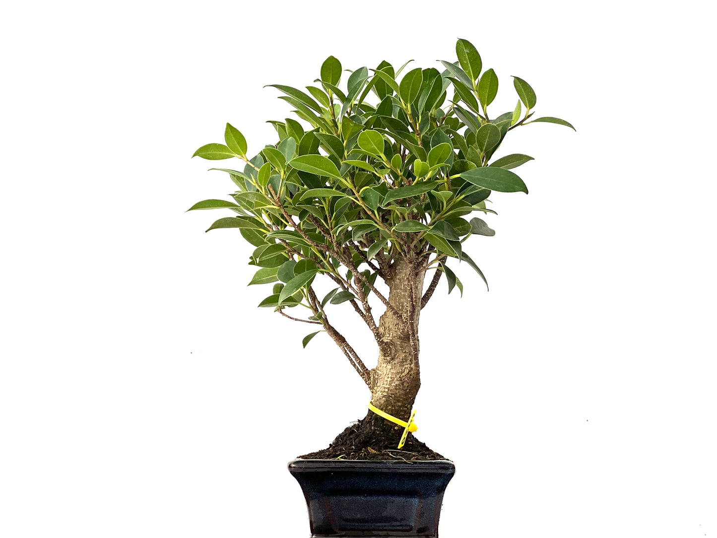 Ficus Tiger Bark 0241