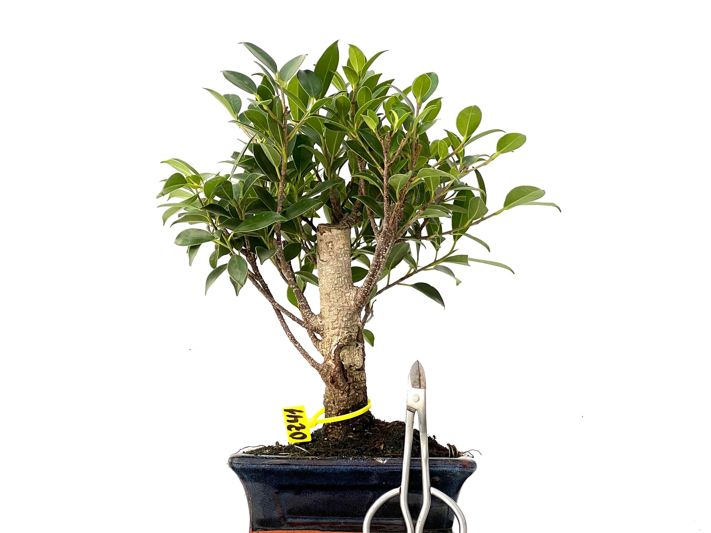 Ficus Tiger Bark 0241