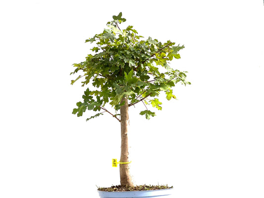 Acer Campestris 2646