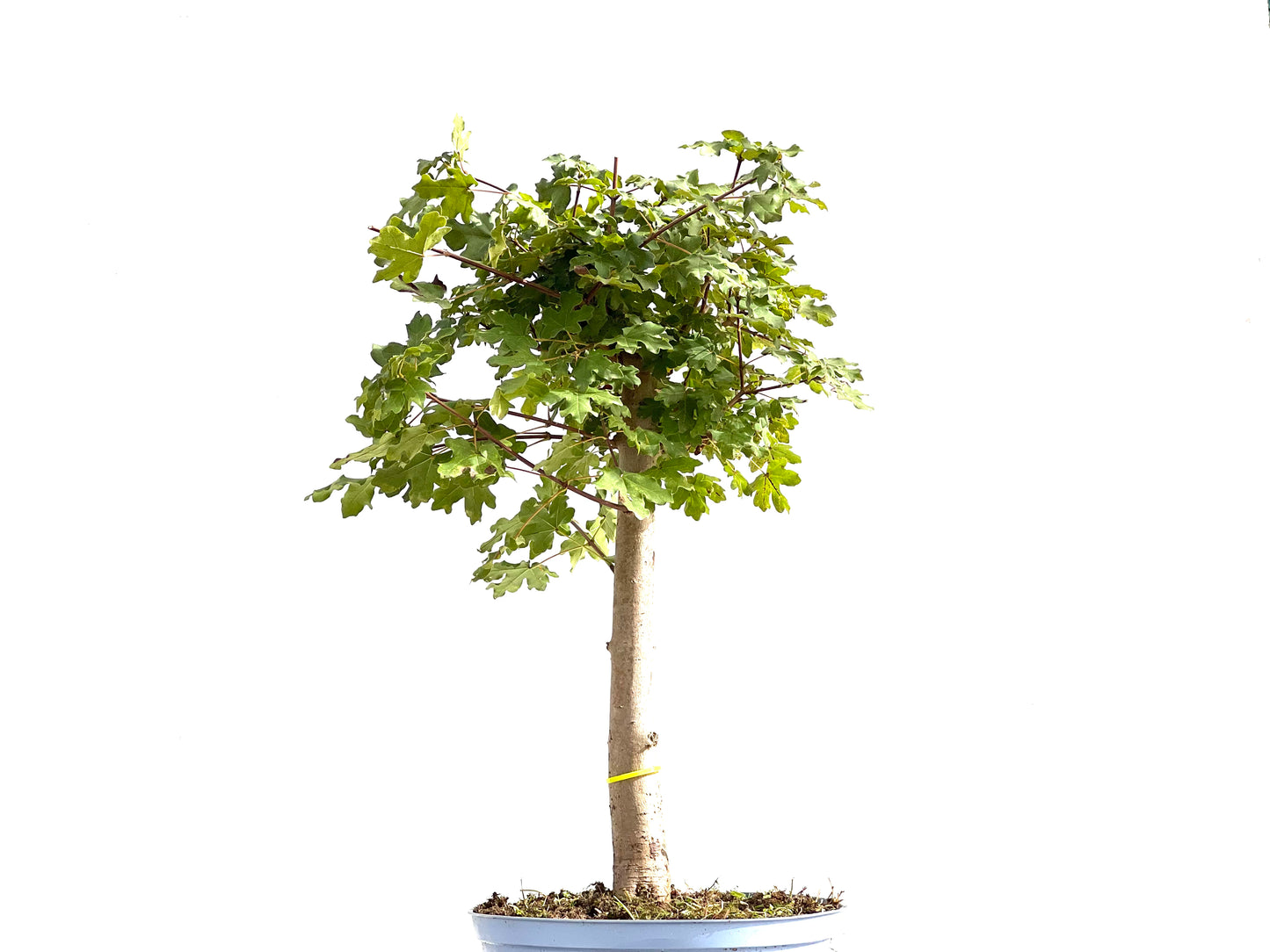 Acer Campestris 2646