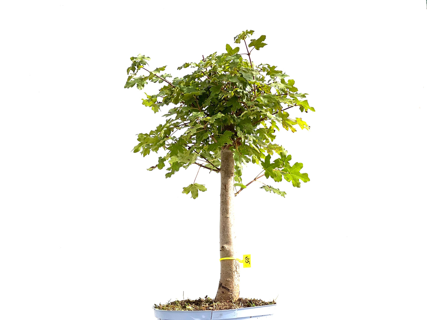 Acer Campestris 2646