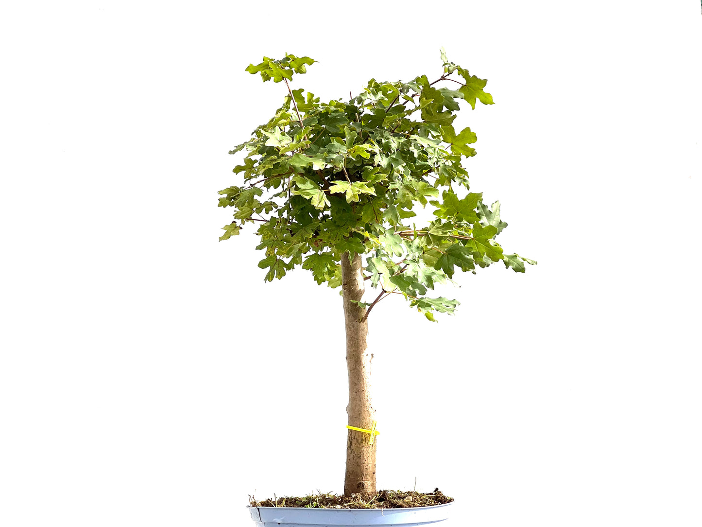 Acer Campestris 2646