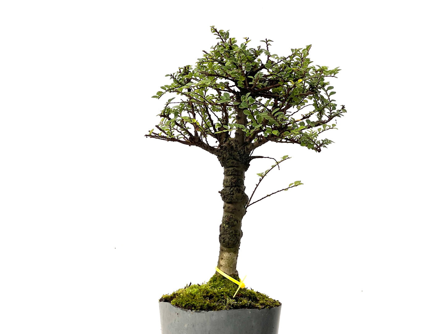 Ulmus Hokkaido 0247