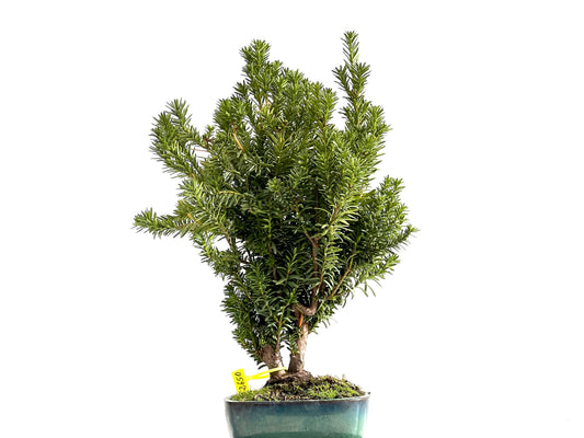 Taxus Baccata 2650