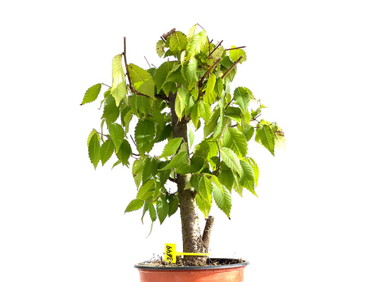 Zelkova Serrata 2649