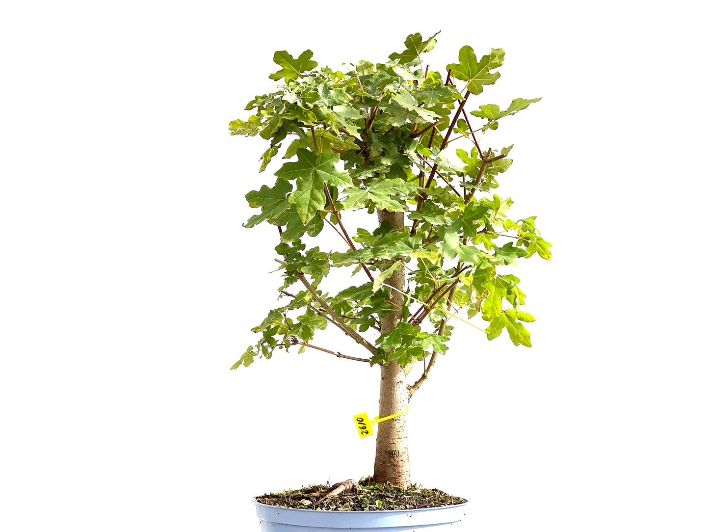 Acer Campestris 2610
