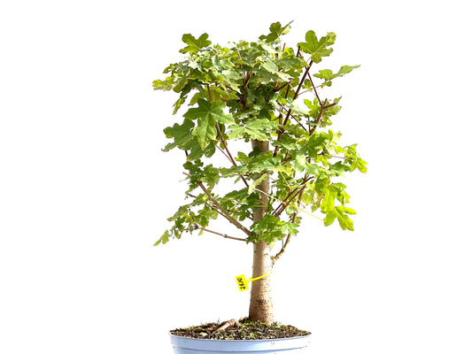 Acer Campestris 2610