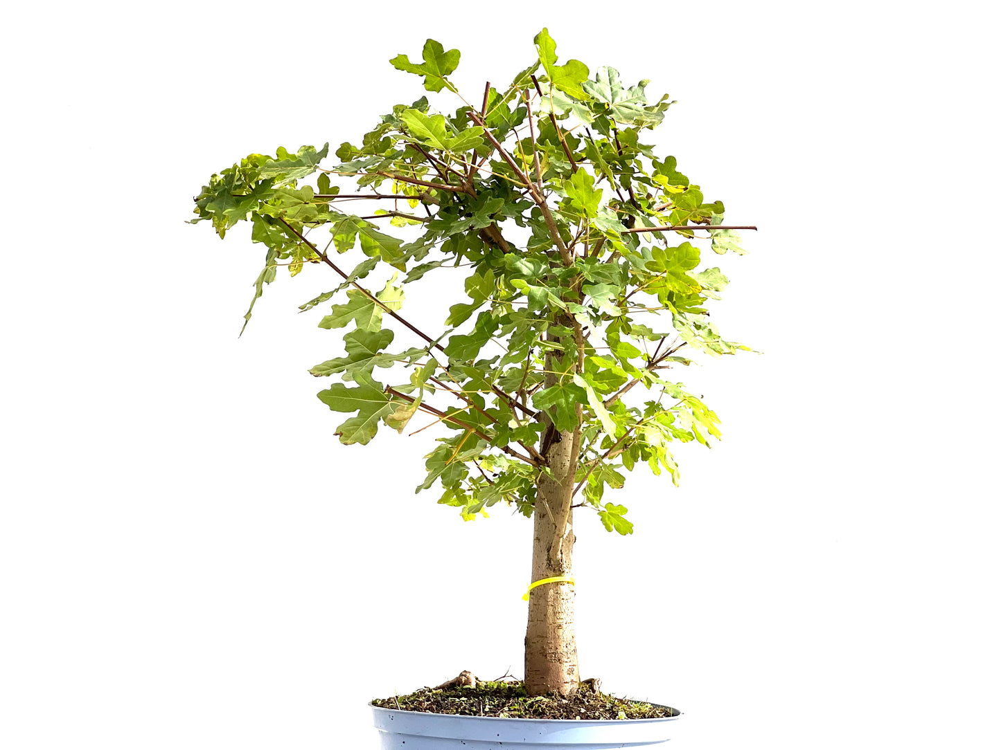 Acer Campestris 2610
