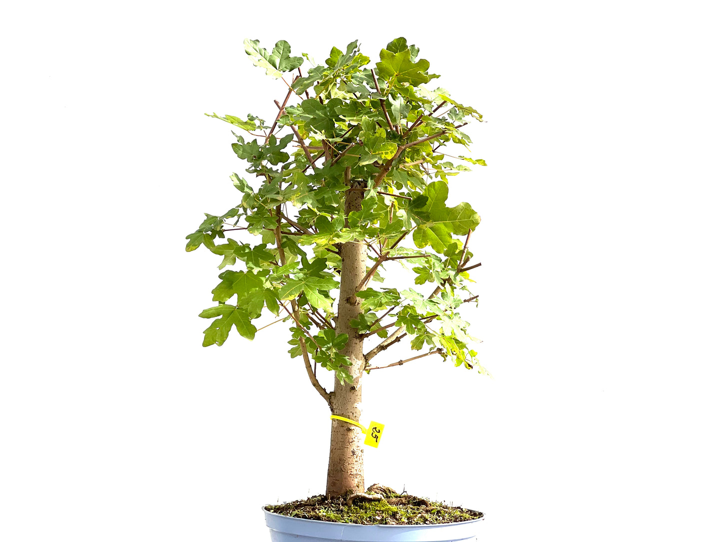 Acer Campestris 2610