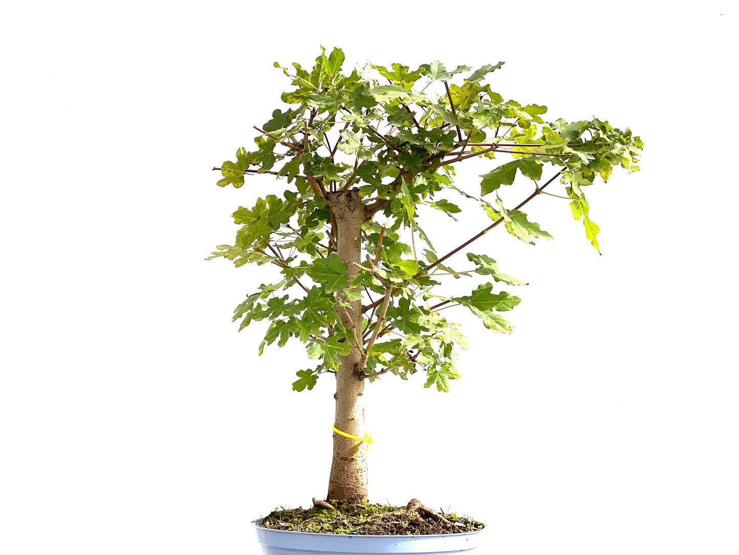 Acer Campestris 2610