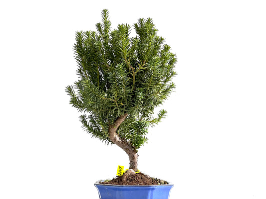 Taxus Baccata 2647