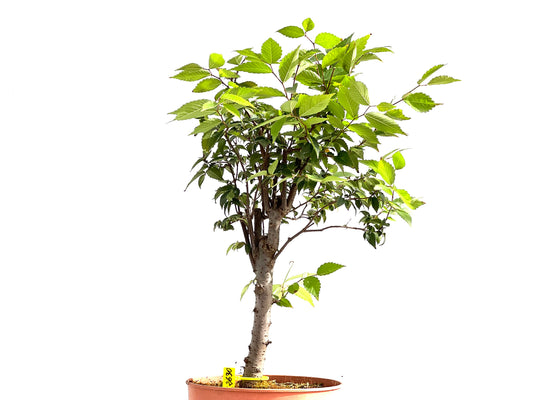 Zelkova Serrata 2630
