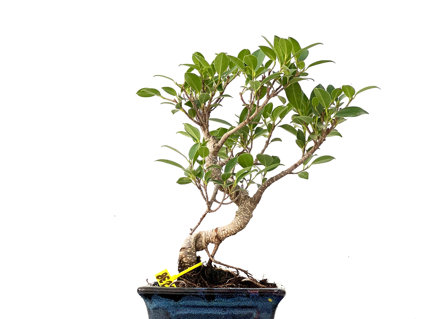 Ficus Tiger Bark 0238
