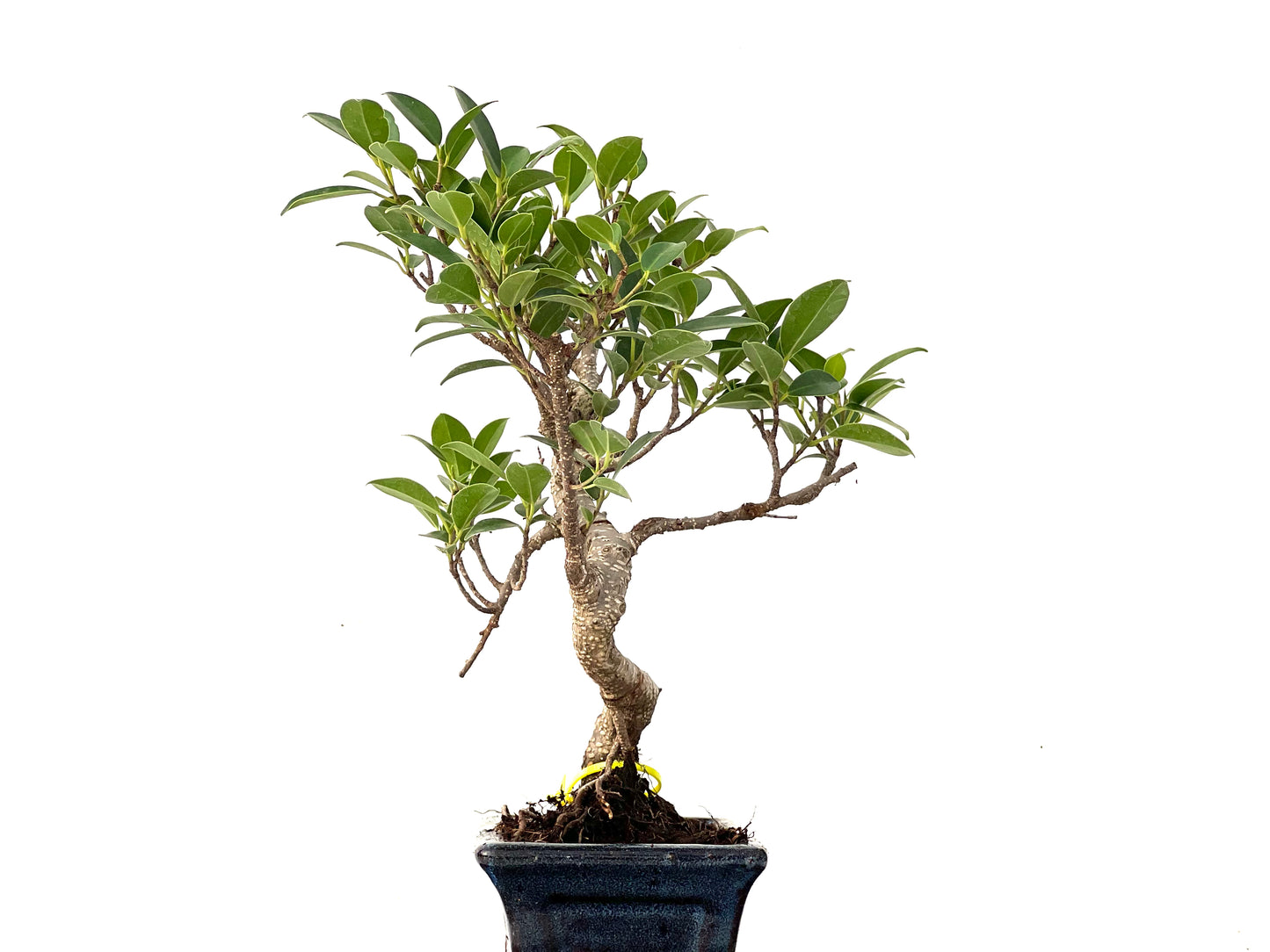 Ficus Tiger Bark 0238