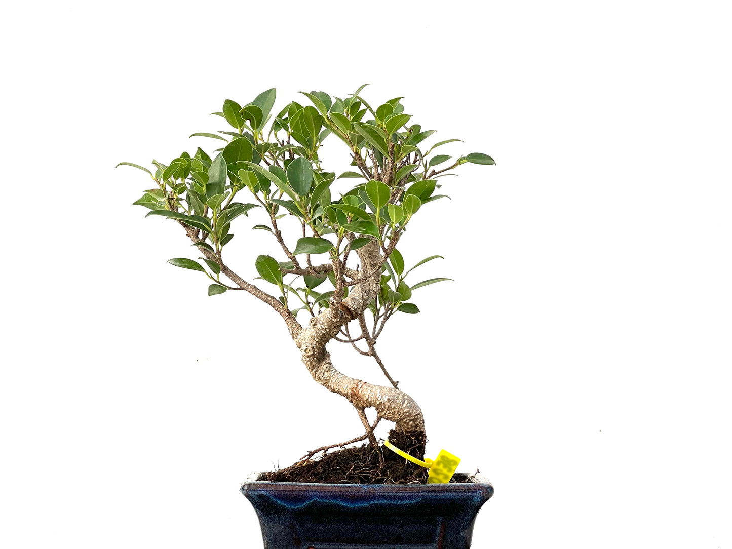 Ficus Tiger Bark 0238