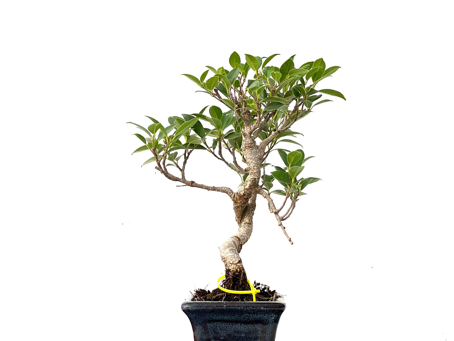 Ficus Tiger Bark 0238