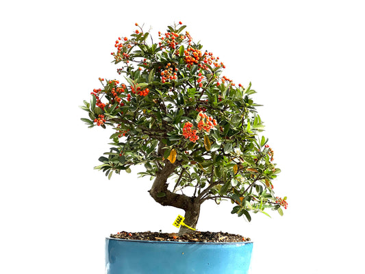 Pyracantha 2622